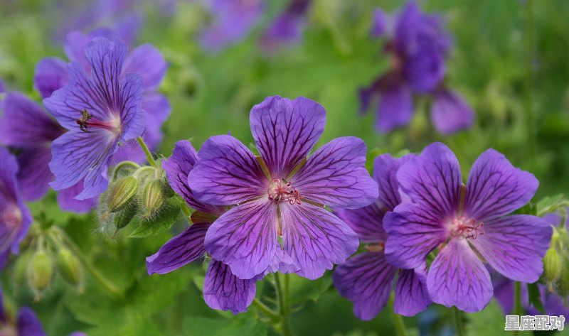 农历7月中旬是什么星座,七月中下旬什么星座 - 星座运势