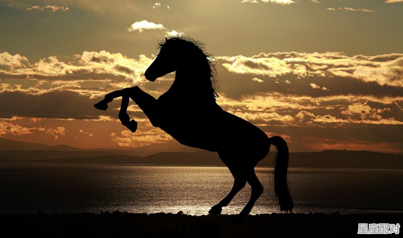 马字旁的肖是哪个肖,走马是什么生肖 马字旁的肖是哪个肖,走马是什么生肖 - 星座运势
