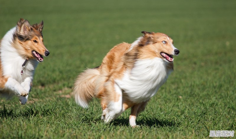 把家虎是什么意思,为什么指什么生肖 把家虎是什么意思,为什么指什么生肖 - 星座运势