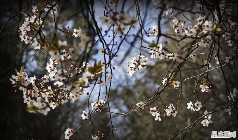 狐狸是什么意思啊,梦到白狐 狐狸是什么意思啊,梦到白狐 - 星座运势