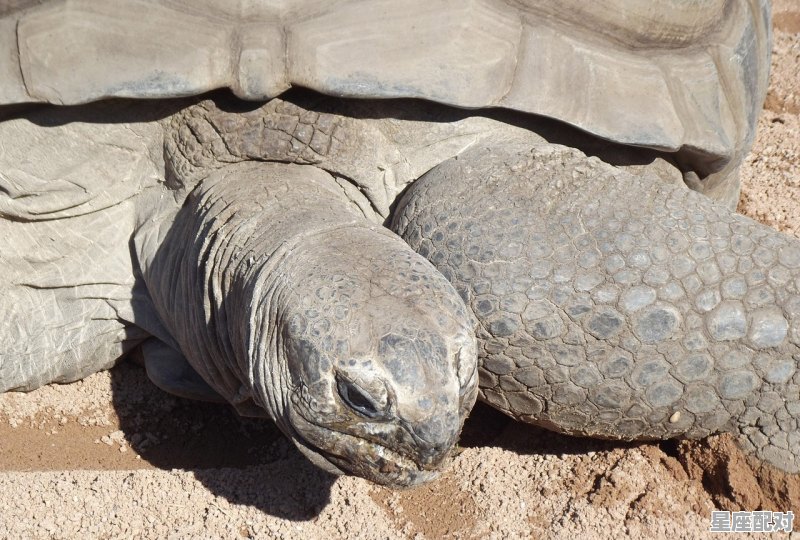 2022年82虚岁属什么属相_我家三个人都属蛇可不可以养乌龟 - 星座运势