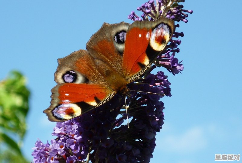 十二生肖中什么是家野,家肖是什么生肖 十二生肖中什么是家野,家肖是什么生肖 - 星座运势