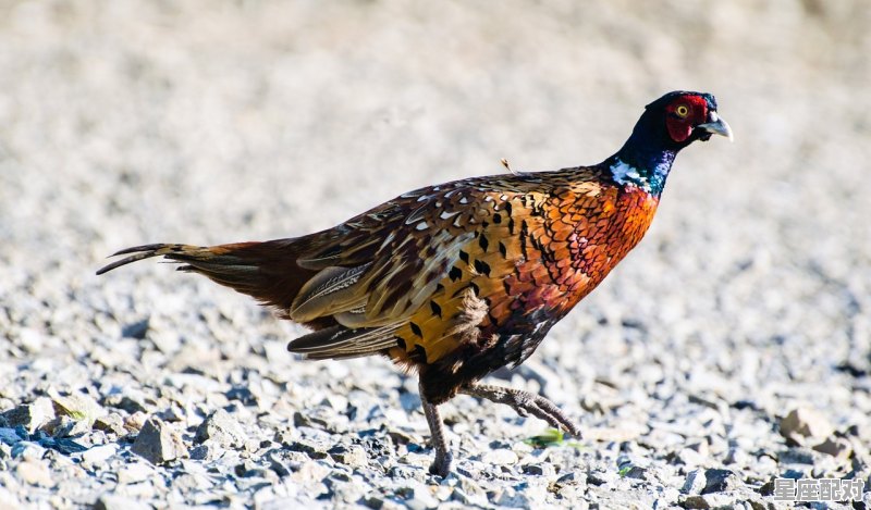 蛇要咬人的前兆,梦到蛇咬人 蛇要咬人的前兆,梦到蛇咬人 - 星座运势