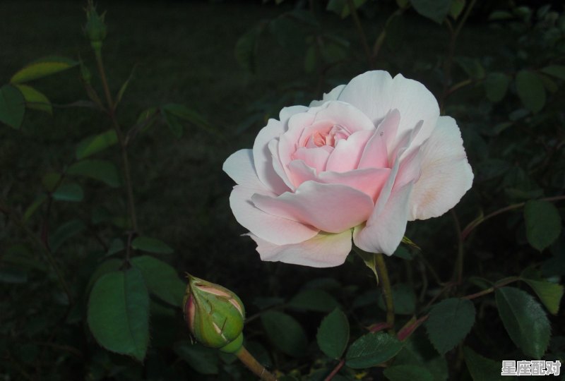 梦到种花,梦到种花 - 星座运势