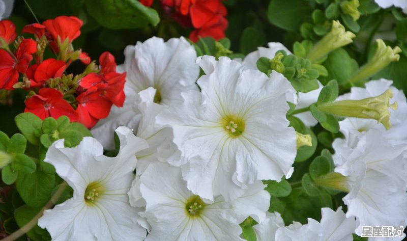 三月份的是什么星座,三月份的星座是什么座 - 星座运势