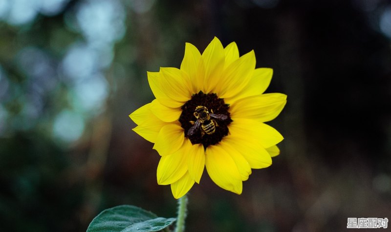 双鱼座另一个星座是什么,白羊座的二个星座是什么座 双鱼座另一个星座是什么,白羊座的二个星座是什么座 - 星座运势