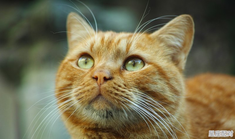 牛郎织女代表什么动物，牛郎是什么生肖 - 星座运势