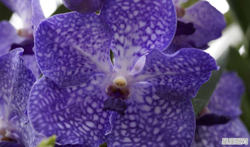 水瓶座上一个星座是什么，水瓶座上一个星座是什么座 - 星座运势