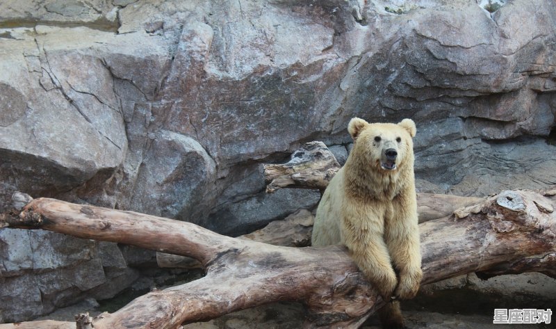 遇见松鼠有什么征兆,梦到松鼠 遇见松鼠有什么征兆,梦到松鼠 - 星座运势
