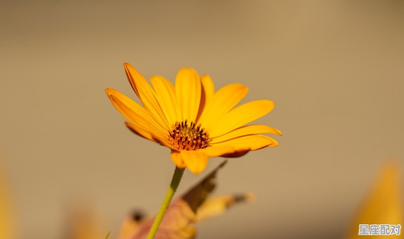 双鱼座女的性格_双鱼座女生的性格及特点 双鱼座女的性格_双鱼座女生的性格及特点 - 星座运势