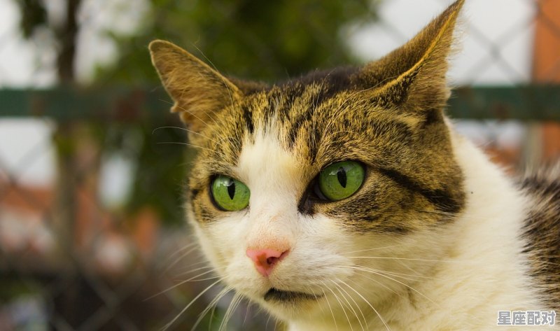 什么属相人口最多,十二生肖什么最大 什么属相人口最多,十二生肖什么最大 - 星座运势