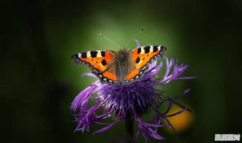 2021是哪一年属什么_2021年什么属相年 2021是哪一年属什么_2021年什么属相年 - 星座运势