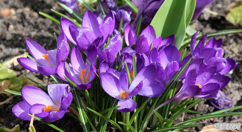 射手座心仪的伴侣是什么星座,处女星座和什么星座配对合适 射手座心仪的伴侣是什么星座,处女星座和什么星座配对合适 - 星座运势