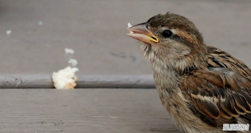 梦到麻雀,梦到麻雀 - 星座运势