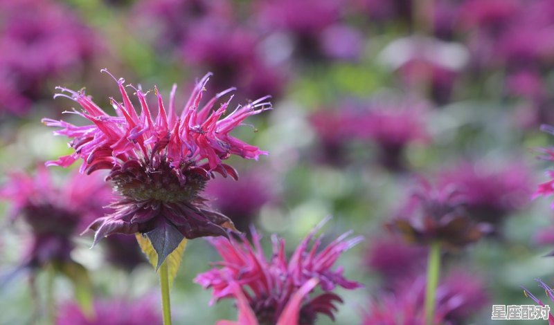 8月是什么星座啊，8月星座是什么 - 星座运势