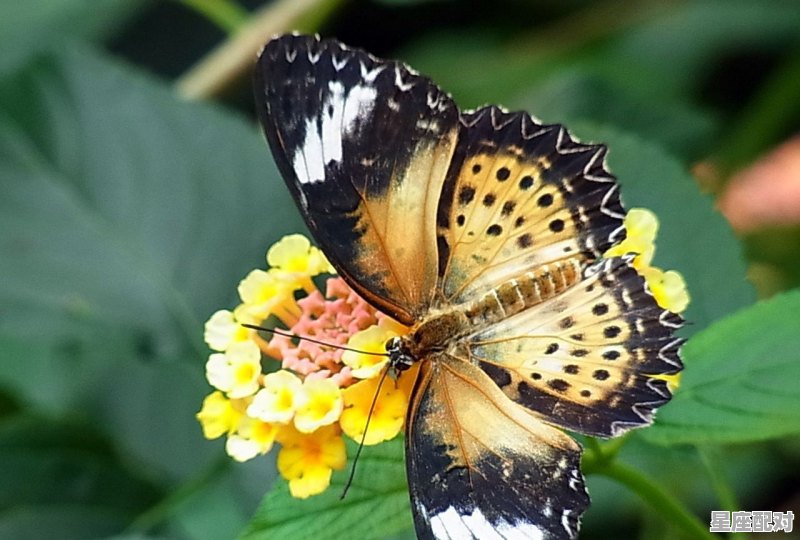 梦见一条鱼生下了好多小鱼,梦到是鱼 - 星座运势