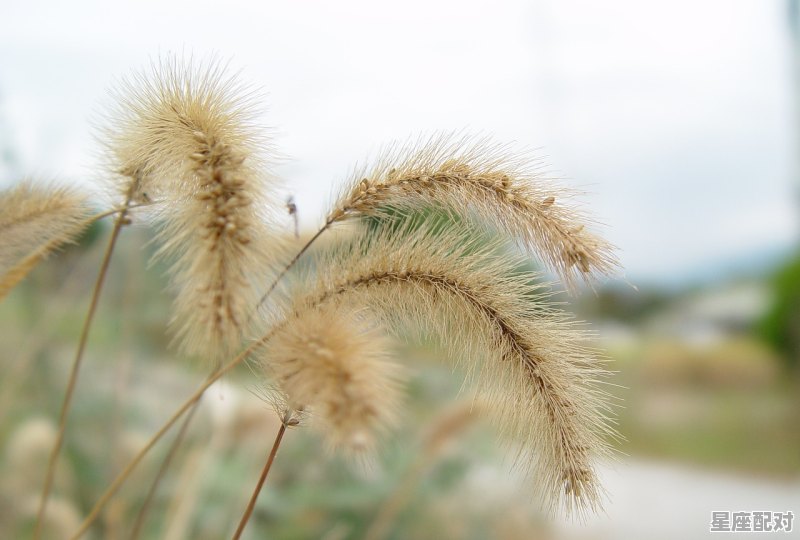 稻谷的感悟_梦到稻谷 - 星座运势
