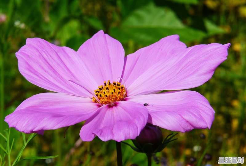 九月份的人是什么星座，9月9星座是什么 - 星座运势
