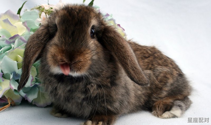 教书的动物是什么_2023年15岁属什么 - 星座运势