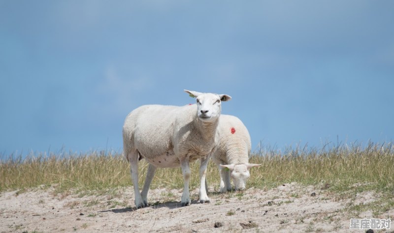 十二生肖田里转的动物,转指什么生肖 十二生肖田里转的动物,转指什么生肖 - 星座运势