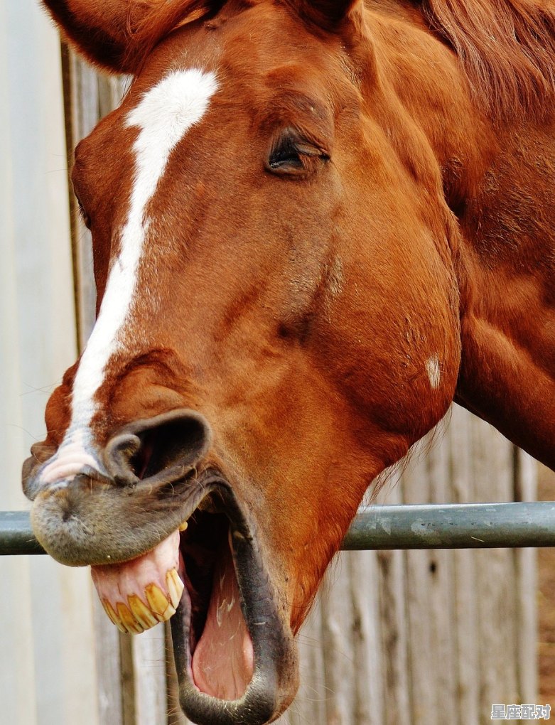 小户人家是什么动物_尖嘴巴的动物有哪些呢 小户人家是什么动物_尖嘴巴的动物有哪些呢 - 星座运势