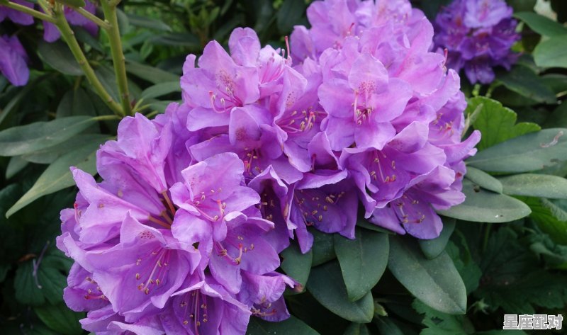 6月60日是什么星座_6月上旬是什么星座 - 星座运势