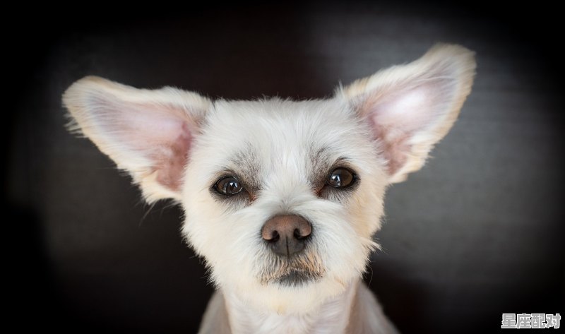 沧海月明珠有泪是什么动物_鱼目混珠指什么动物 - 星座运势