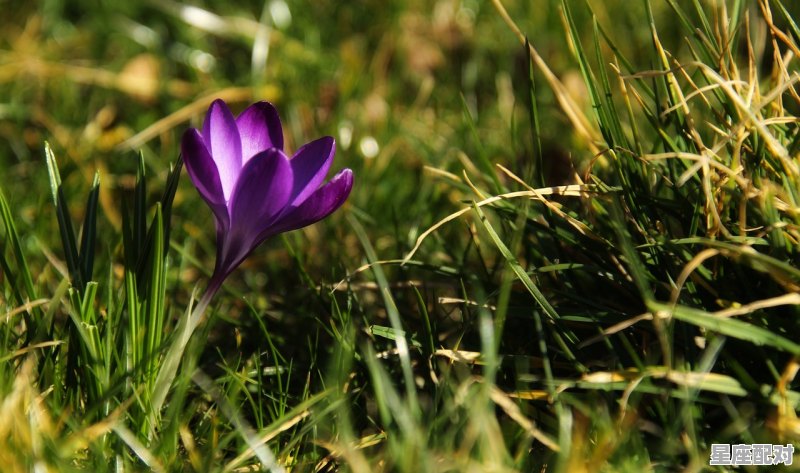 星座运势2021年每月运势,2021白羊座性格 星座运势2021年每月运势,2021白羊座性格 - 星座运势