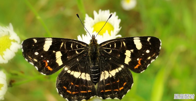 有谁知道一天遇到三条蛇有什么寓意？谢谢_三条线的电脑是什么牌子 - 星座运势