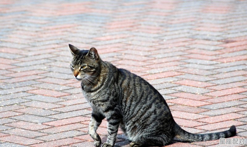 猫咪的腿断了怎么办,梦到腿断了 - 星座运势
