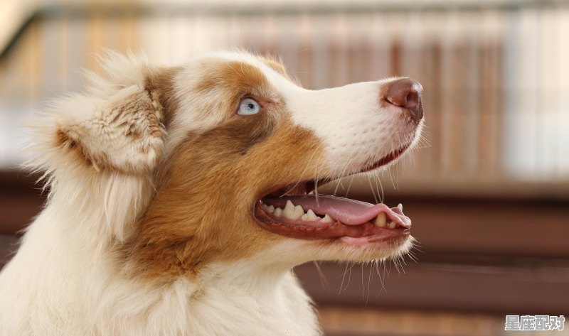 东德牧和西德牧杂交后代怎样_母德牧幼犬遗传谁 - 星座运势