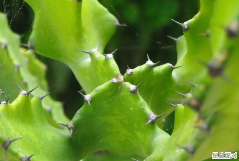 昨日梦说蝉,今日蝉说梦,是什么意思,梦到知了 昨日梦说蝉,今日蝉说梦,是什么意思,梦到知了 - 星座运势