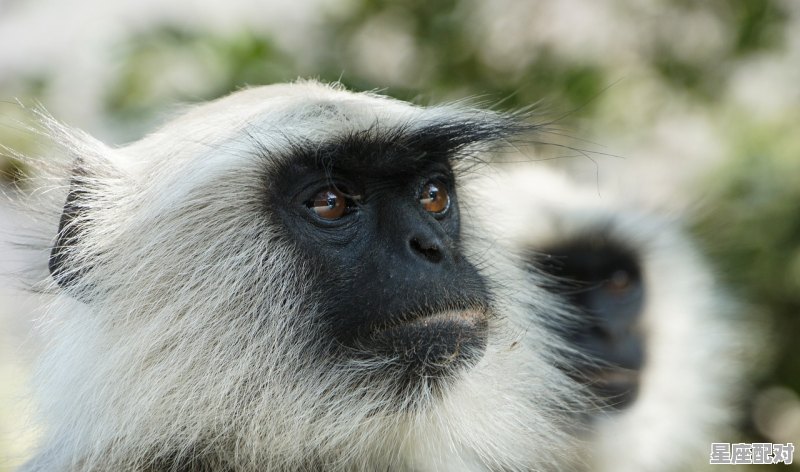 92年属猴2022年多大,腊月三十今日运势 92年属猴2022年多大,腊月三十今日运势 - 星座运势