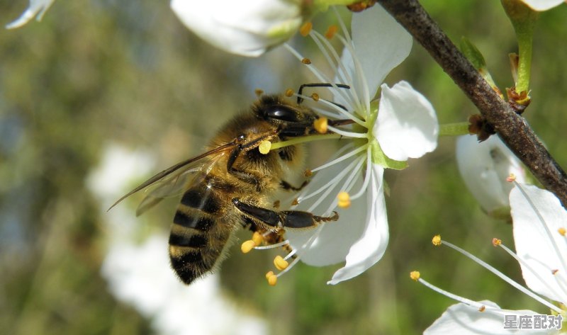 舞春的动物,燕子是什么生肖 舞春的动物,燕子是什么生肖 - 星座运势