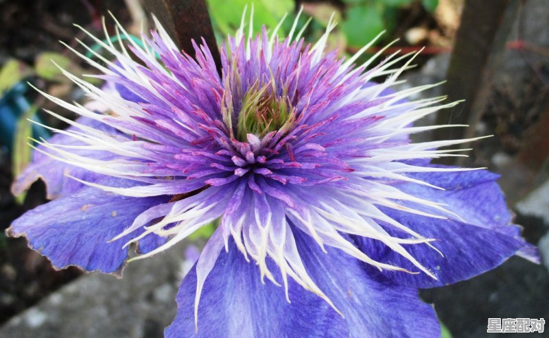 4月是什么星座男女,4月生日什么星座 4月是什么星座男女,4月生日什么星座 - 星座运势