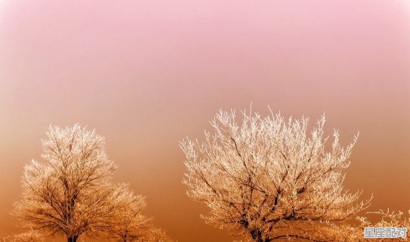 为什么说摩羯座的真爱是狮子座，什么星座喜欢摩羯座 - 星座运势