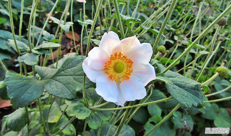 白羊座女生的性格_白羊座女生的真实性格 白羊座女生的性格_白羊座女生的真实性格 - 星座运势