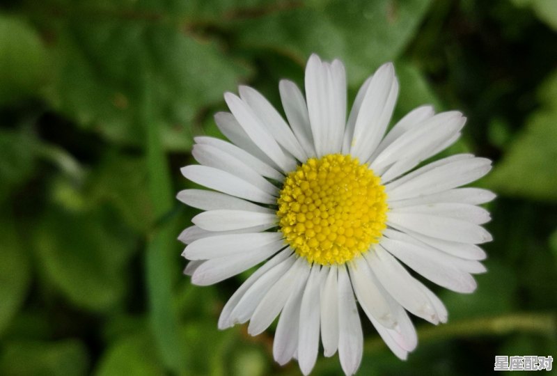 摩羯座最佳配对星座，星座配对处女和摩羯配对 - 星座运势