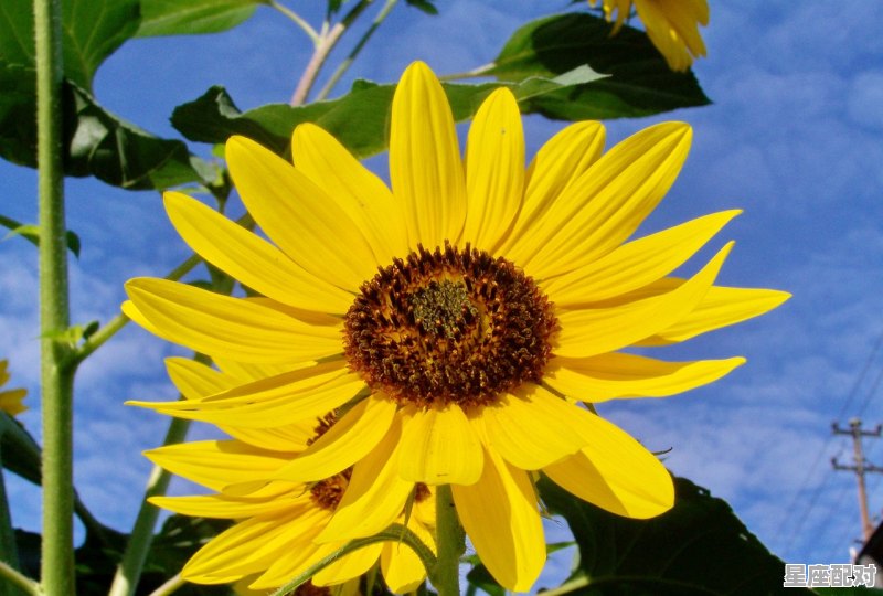 唯一能抗衡摩羯的星座,星座配对之处女和摩羯 唯一能抗衡摩羯的星座,星座配对之处女和摩羯 - 星座运势