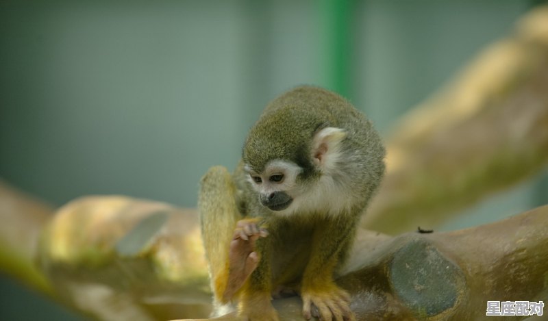 发大财一帆风顺打一动物，发财指什么生肖 - 星座运势