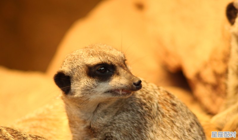 四面楚歌的动物,项羽什么生肖 - 星座运势