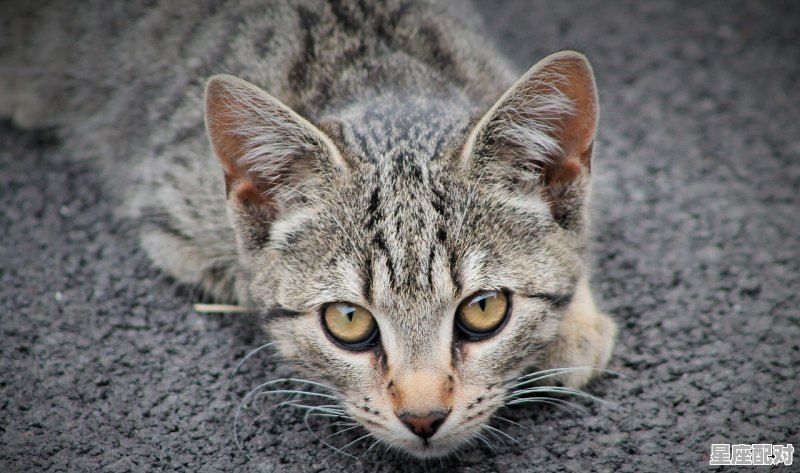 单肖是哪几肖_子子孙孙什么动物 单肖是哪几肖_子子孙孙什么动物 - 星座运势