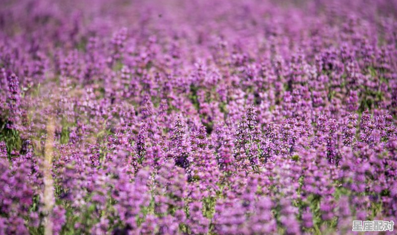 三月的星座，三月是什么星座. - 星座运势