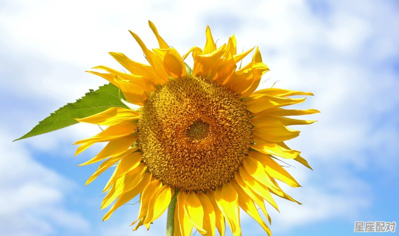 金牛男为何回头找初恋,金牛座的性格改变 金牛男为何回头找初恋,金牛座的性格改变 - 星座运势