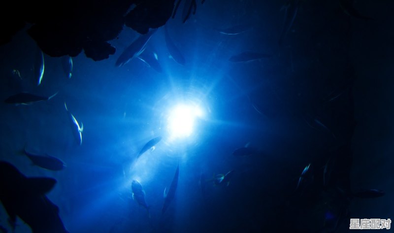 鱼喂线蛇，会得病么_孔雀鱼蛇游怎么回事 - 星座运势