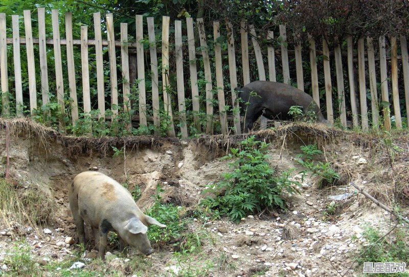 绿色的虫子代表什么意思_育肥猪早晨喂过料，中午吐了料里面还有一条长虫怎么回事 - 星座运势