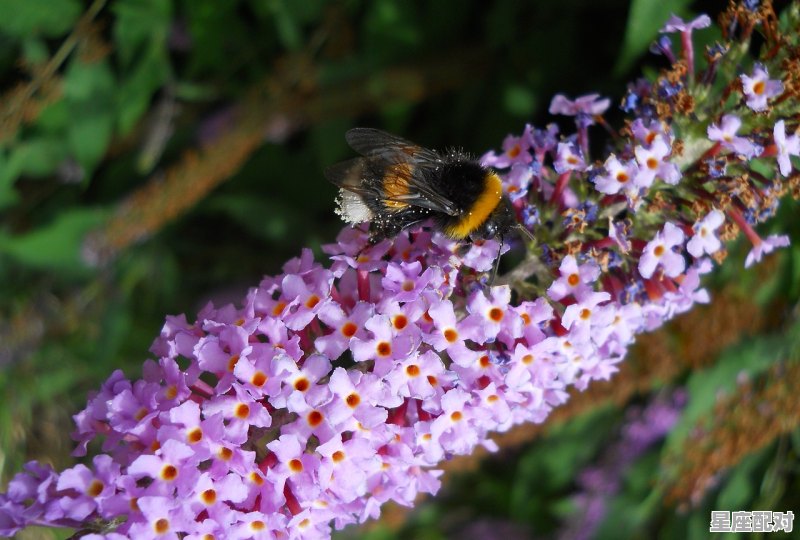 天秤男和处女座女能白头到老吗，星座配对处女座和天平座配吗男人 - 星座运势