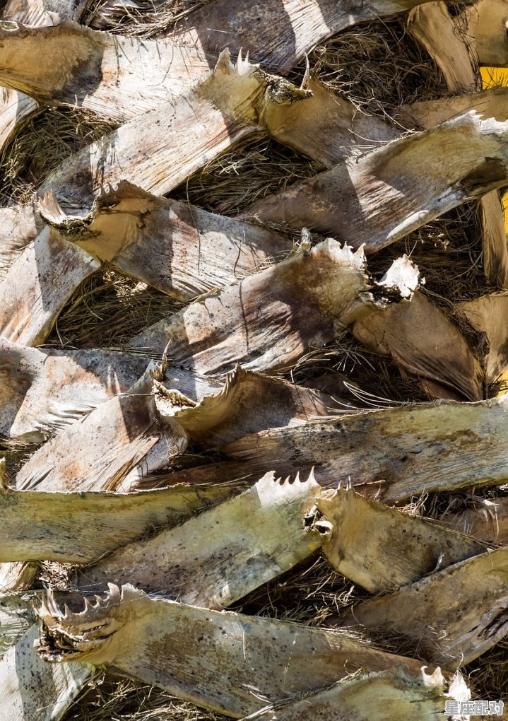 佐埃人部落为什么要插根棍子_杀猪刀从哪里杀进去 - 星座运势