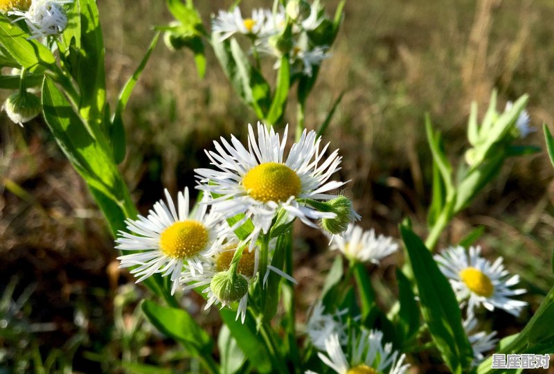 属蛇巨蟹座男人性格，属蛇巨蟹座的性格 - 星座运势