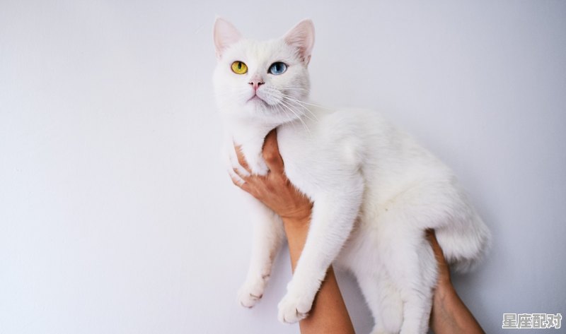 双子座是什么之眼，属虎的双子座性格 - 星座运势